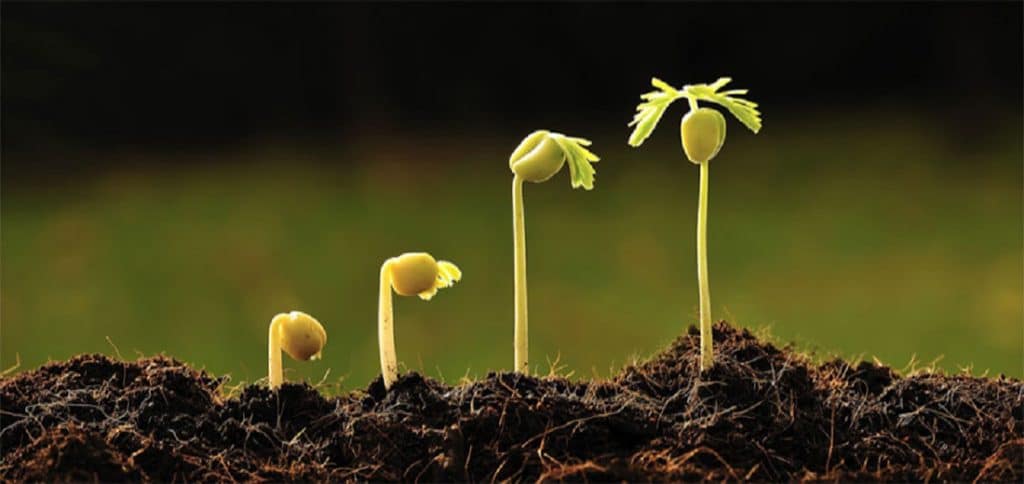 Importancia de la Fertilidad del Suelo